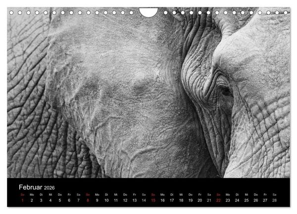 Produktbild: Elefanten Schwarz - Weiss (Wandkalender 2026 DIN A4 quer), CALVENDO Monatskalender
