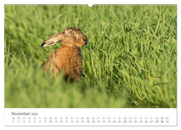 Produktbild: Feldhasen - dem Langohr auf der Spur (hochwertiger Premium Wandkalender 2026 DIN A2 quer), Kunstdruck in Hochglanz