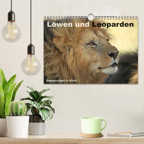 Produktbild: L&ouml;wen und Leoparden - Begegnungen in Afrika (Wandkalender 2026 DIN A4 quer), CALVENDO Monatskalender