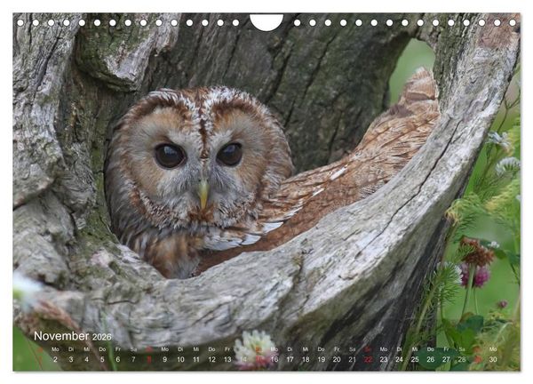 Produktbild: Eulen-Kalender (Wandkalender 2026 DIN A4 quer), CALVENDO Monatskalender