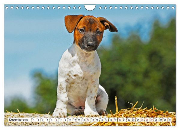 Produktbild: 100000 Volt auf vier Pfoten - Jack und Parson Russell Terrier (Wandkalender 2026 DIN A4 quer), CALVENDO Monatskalender