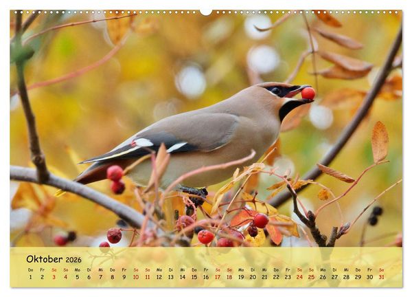 Produktbild: Faszination Zugv&ouml;gel - Rekorde in der Vogelwelt (Wandkalender 2026 DIN A2 quer), CALVENDO Monatskalender