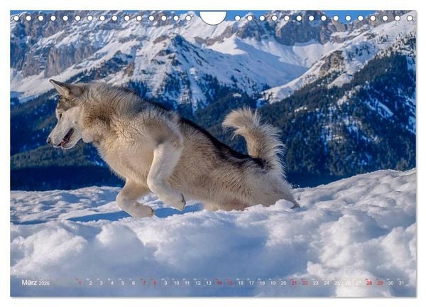 Produktbild: Alaskan Malamute in seinem Element (Wandkalender 2026 DIN A4 quer), CALVENDO Monatskalender