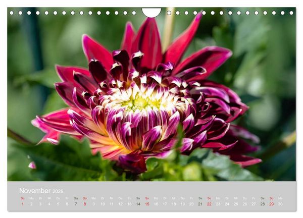 Produktbild: Dahlien - Prachtvolle Bl&uuml;ten des Sp&auml;tsommers (Wandkalender 2026 DIN A4 quer), CALVENDO Monatskalender