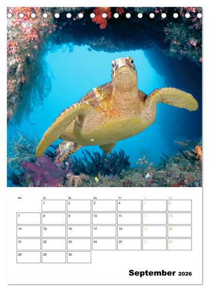Produktbild: Farbrausch unter Wasser: Fische am Riff (Tischkalender 2026 DIN A5 hoch), CALVENDO Monatskalender