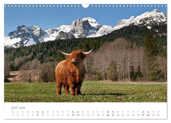 Produktbild: Tiere in Freiheit - Nutztiere auf der Alm (Wandkalender 2026 DIN A3 quer), CALVENDO Monatskalender
