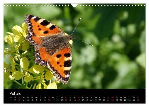 Produktbild: Heimische Schmetterlinge (Wandkalender 2026 DIN A3 quer), CALVENDO Monatskalender
