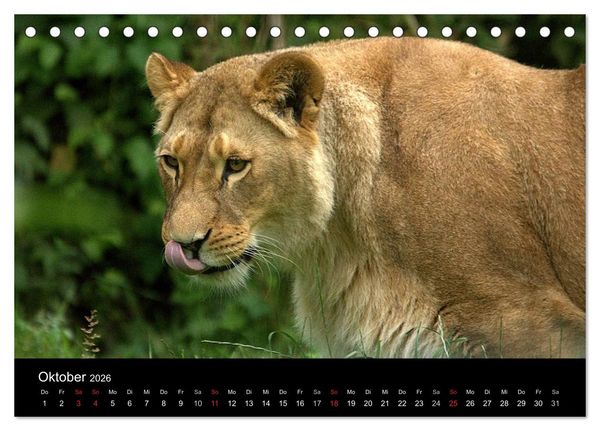 Produktbild: L&ouml;wen (Tischkalender 2026 DIN A5 quer), CALVENDO Monatskalender