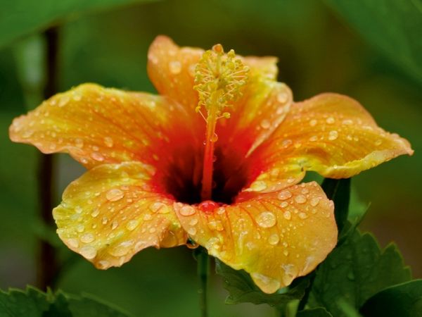 Produktbild: CALVENDO Puzzle Ein Motiv aus dem Kalender "Zarte Sch&ouml;nheiten - Feine Hibiskusbl&uuml;ten" | 1000 Teile Lege-Gr&ouml;&szlig;e 64x48cm Foto-Puzzle f&uuml;r gl&uuml;ckliche Stunden