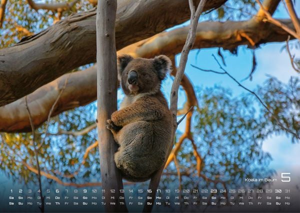 Produktbild: Australien - das Land der K&auml;ngurus - 2027 - Kalender DIN A3