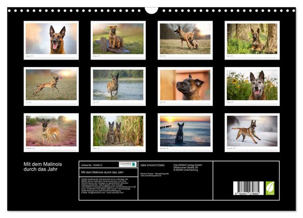 Produktbild: Mit dem Malinois durch das Jahr (Wandkalender 2026 DIN A3 quer), CALVENDO Monatskalender