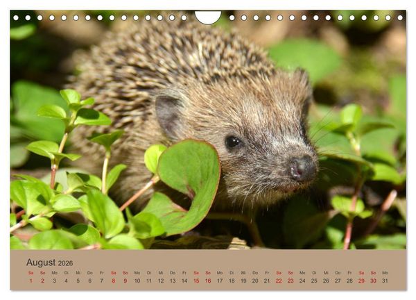 Produktbild: Die lieben Kleinen ... Tierkinder einfach zum Knuddeln (Wandkalender 2026 DIN A4 quer), CALVENDO Monatskalender