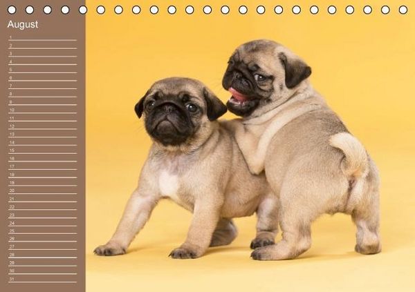 Produktbild: Ein Mops f&uuml;rs Herz (Tischkalender immerw&auml;hrend DIN A5 quer)