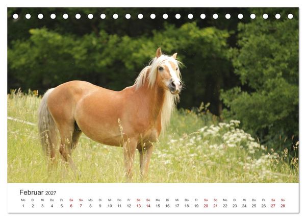 Produktbild: Haflinger - blonde Sch&ouml;nheiten (Tischkalender 2027 DIN A5 quer), CALVENDO Monatskalender