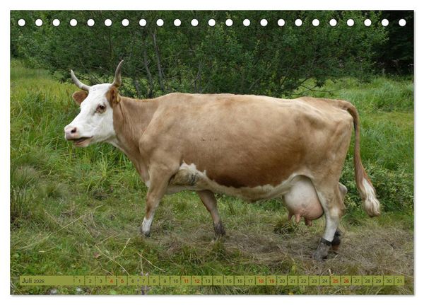 Produktbild: Schwarzwald-K&uuml;he - Die Hinterw&auml;lder (Tischkalender 2026 DIN A5 quer), CALVENDO Monatskalender