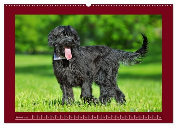 Produktbild: Herz auf vier Pfoten - Briard (Wandkalender 2026 DIN A2 quer), CALVENDO Monatskalender