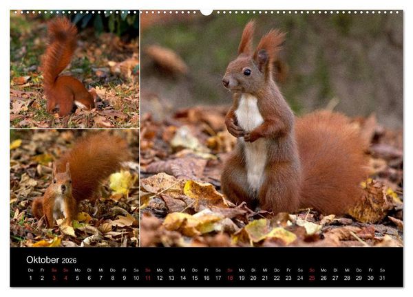 Produktbild: Wilde Eichh&ouml;rnchenwelt! (hochwertiger Premium Wandkalender 2026 DIN A2 quer), Kunstdruck in Hochglanz