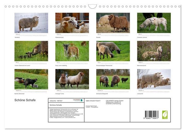 Produktbild: Sch&ouml;ne Schafe (Wandkalender 2026 DIN A3 quer), CALVENDO Monatskalender