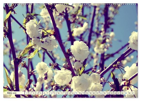 Produktbild: Focus Natur (Wandkalender 2026 DIN A2 quer), CALVENDO Monatskalender