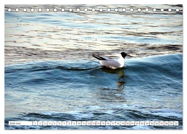 Produktbild: Lachm&ouml;wen an der Ostsee (Tischkalender 2026 DIN A5 quer), CALVENDO Monatskalender