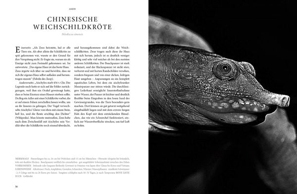 Produktbild: Reptilia