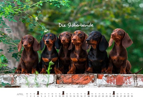 Produktbild: Dackel 2027 Wandkalender Hundekalender