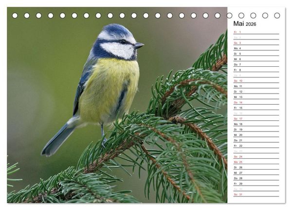 Produktbild: Unsere heimischen Gartenv&ouml;gel (Tischkalender 2026 DIN A5 quer), CALVENDO Monatskalender