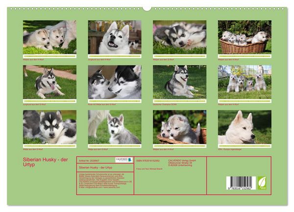 Produktbild: Siberian Husky - der Urtyp (hochwertiger Premium Wandkalender 2026 DIN A2 quer), Kunstdruck in Hochglanz