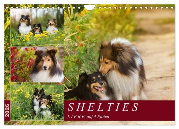 SHELTIES Liebe auf 4 Pfoten (Wandkalender 2026 DIN A4 quer), CALVENDO Monatskalender