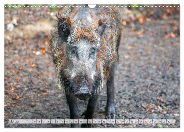 Produktbild: Wildschweine - Im Schatten des Waldes (Wandkalender 2026 DIN A3 quer), CALVENDO Monatskalender