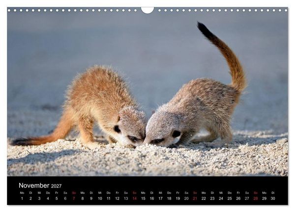 Produktbild: Lustige Erdm&auml;nnchen (Wandkalender 2027 DIN A3 quer), CALVENDO Monatskalender