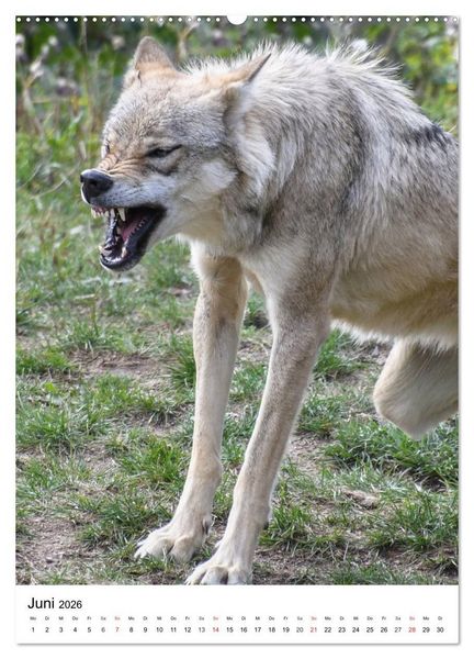 Produktbild: Wolf-Gesichter (Wandkalender 2026 DIN A2 hoch), CALVENDO Monatskalender