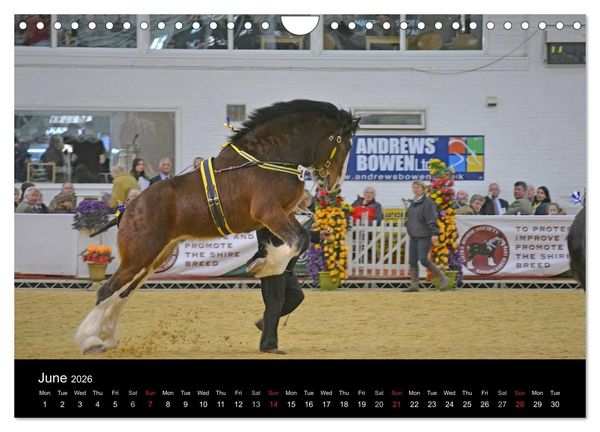 Produktbild: BIG BOLD AND BEAUTIFUL (Wall Calendar 2026 DIN A4 landscape), CALVENDO 12 Month Wall Calendar