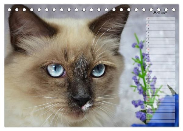 Produktbild: Katzen im Portr&auml;t / Geburtstagskalender (Tischkalender 2026 DIN A5 quer), CALVENDO Monatskalender