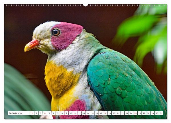 Produktbild: Bunte Vielfalt in der Vogelwelt (Wandkalender 2026 DIN A2 quer), CALVENDO Monatskalender