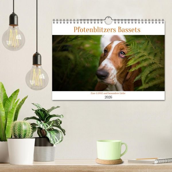 Produktbild: Der Basset, eine LANGE und besondere Liebe (Wandkalender 2026 DIN A4 quer), CALVENDO Monatskalender