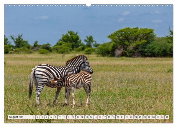 Produktbild: Wildnis Okavango-Delta (hochwertiger Premium Wandkalender 2026 DIN A2 quer), Kunstdruck in Hochglanz