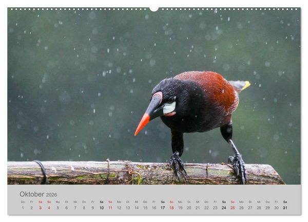Produktbild: Costa Rica - Exotische V&ouml;gel im Regenwald (Wandkalender 2026 DIN A2 quer), CALVENDO Monatskalender