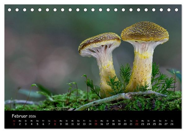 Produktbild: Pilzgalerie (Tischkalender 2026 DIN A5 quer), CALVENDO Monatskalender