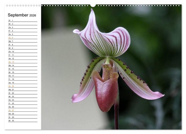 Produktbild: Prachtvolle Orchideen (Wandkalender 2026 DIN A2 quer), CALVENDO Monatskalender