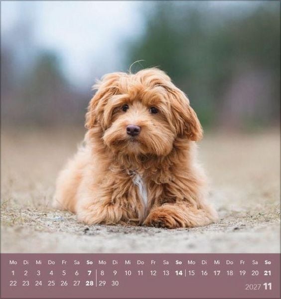 Produktbild: Hunde 2027