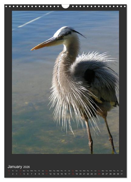Produktbild: Herons & Egrets (Wall Calendar 2026 DIN A3 portrait), CALVENDO 12 Month Wall Calendar