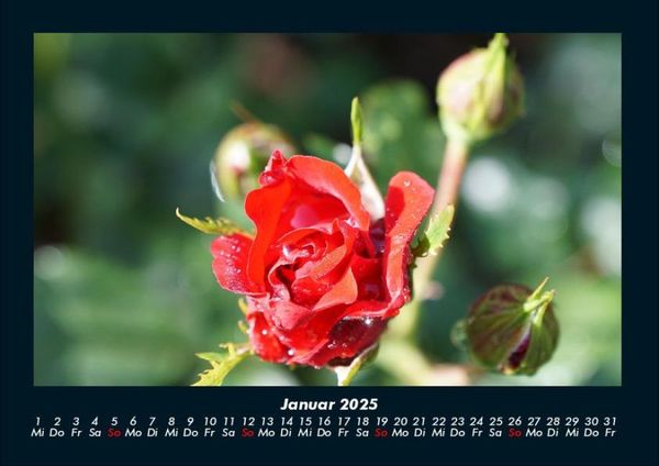 Produktbild: Rosentraum 2025 Fotokalender DIN A4