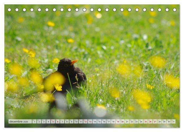 Produktbild: Oiseaux libres et sauvages (Calendrier de bureau 2026 DIN A5 vertical), CALVENDO calendrier mensuel