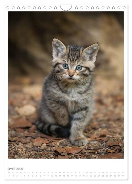 Produktbild: Chats forestiers (Calendrier mural 2026 DIN A4 horizontal), CALVENDO calendrier mensuel