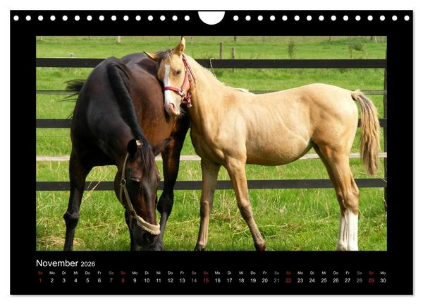 Produktbild: Zauberhafte Pferde (Wandkalender 2026 DIN A4 quer), CALVENDO Monatskalender