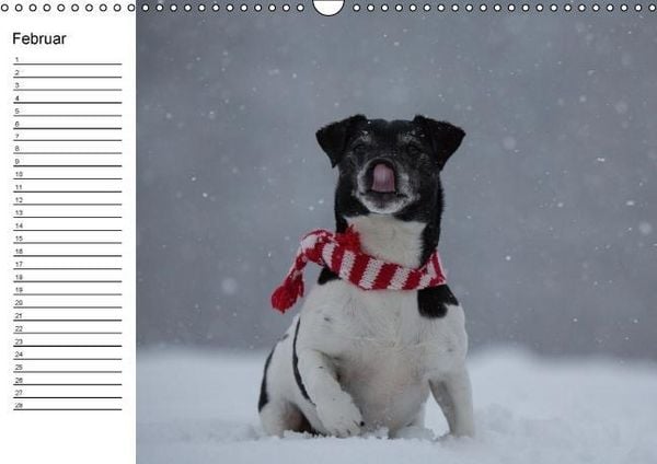 Produktbild: Jack Russell Terrier - Ein Verwandlungsk&uuml;nstler namens Jake / Geburtstagskalender (Wandkalender immerw&auml;hrend DIN A3 quer)