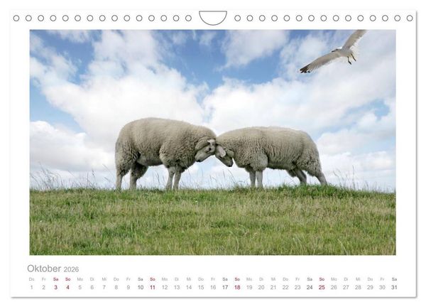 Produktbild: Nordsee Schafe (Wandkalender 2026 DIN A4 quer), CALVENDO Monatskalender