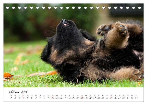 Produktbild: Deutscher Sch&auml;ferhund - Welpen / CH-Version (Tischkalender 2026 DIN A5 quer), CALVENDO Monatskalender