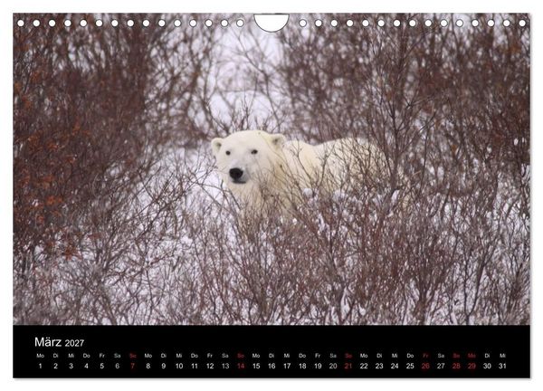 Produktbild: Arktische Tr&auml;ume - Eisb&auml;ren in Kanada (Wandkalender 2027 DIN A4 quer), CALVENDO Monatskalender